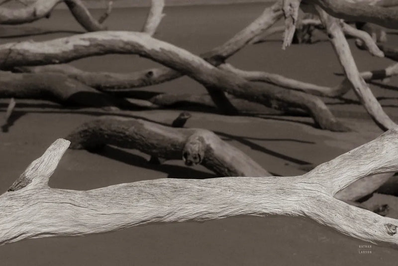 Georgia Driftwood II by Nathan Larson. SKU 85274i. Archival Giclee Fine art print for wall decor.