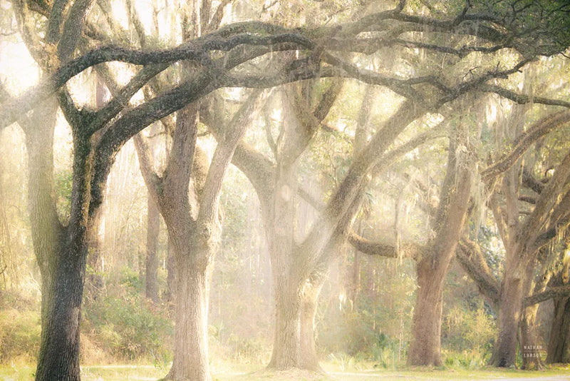 Georgia Rays by Nathan Larson. SKU 97951i. Archival Giclee Fine art print for wall decor.