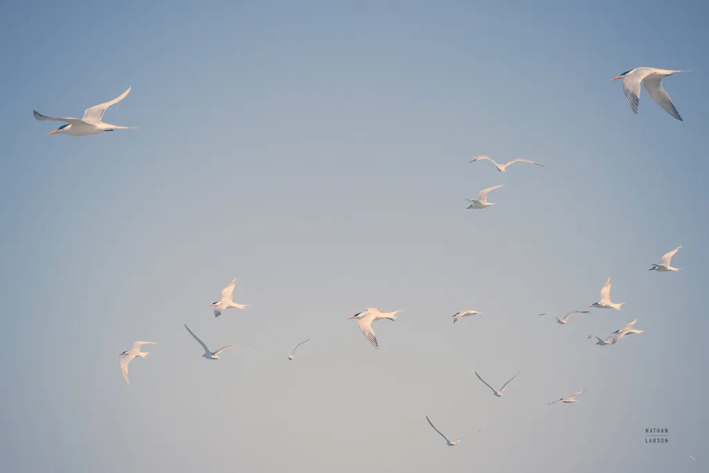 Georgia Seagulls I by Nathan Larson. SKU 85270i. Archival Giclee Fine art print for wall decor.