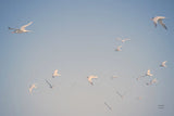 Georgia Seagulls I by Nathan Larson. SKU 85270i. Archival Giclee Fine art print for wall decor.