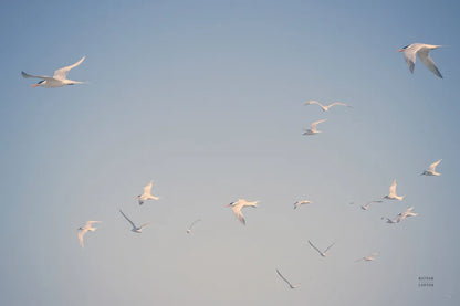 Georgia Seagulls I by Nathan Larson. SKU 85270i. Archival Giclee Fine art print for wall decor.