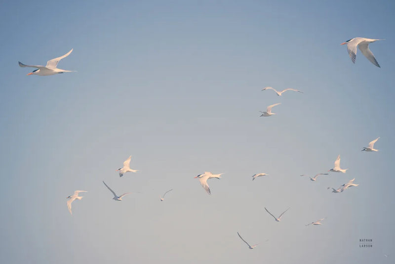 Georgia Seagulls I by Nathan Larson. SKU 85270i. Archival Giclee Fine art print for wall decor.