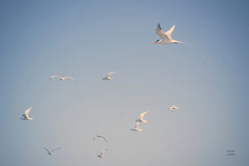 Georgia Seagulls II by Nathan Larson. SKU 85271i. Archival Giclee Fine art print for wall decor.