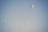 Georgia Seagulls II by Nathan Larson. SKU 85271i. Archival Giclee Fine art print for wall decor.