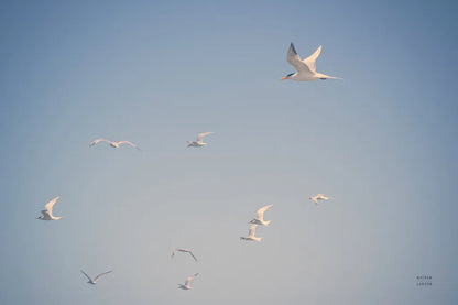 Georgia Seagulls II by Nathan Larson. SKU 85271i. Archival Giclee Fine art print for wall decor.