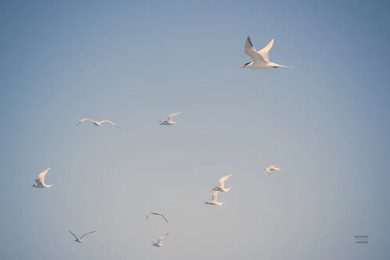 Georgia Seagulls II by Nathan Larson. SKU 85271i. Archival Giclee Fine art print for wall decor.