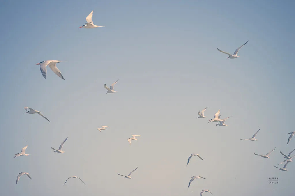 Georgia Seagulls III by Nathan Larson. SKU 85272i. Archival Giclee Fine art print for wall decor.