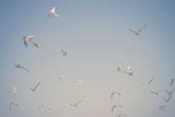 Georgia Seagulls III by Nathan Larson. SKU 85272i. Archival Giclee Fine art print for wall decor.