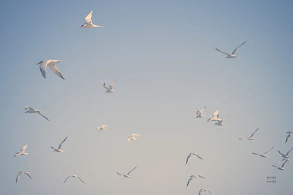 Georgia Seagulls III by Nathan Larson. SKU 85272i. Archival Giclee Fine art print for wall decor.