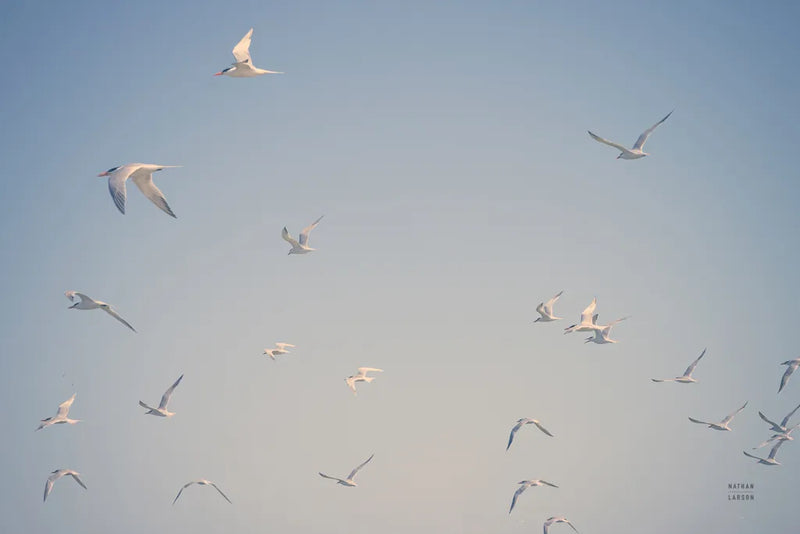 Georgia Seagulls III by Nathan Larson. SKU 85272i. Archival Giclee Fine art print for wall decor.