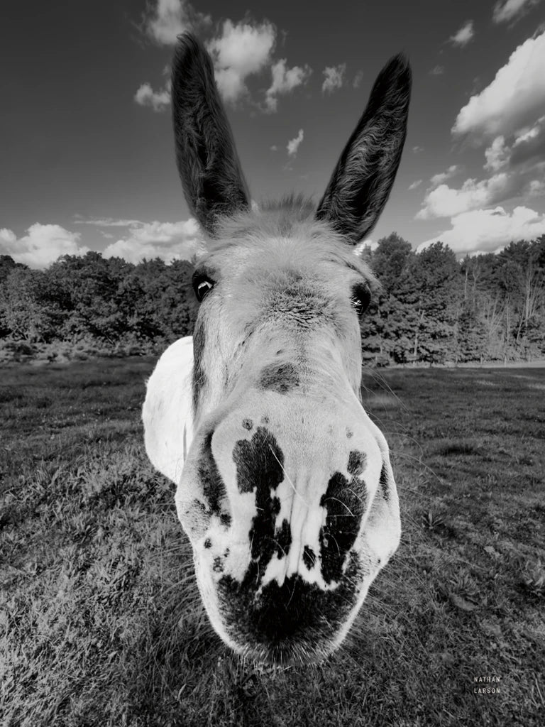 Give Me Treats BW by Nathan Larson