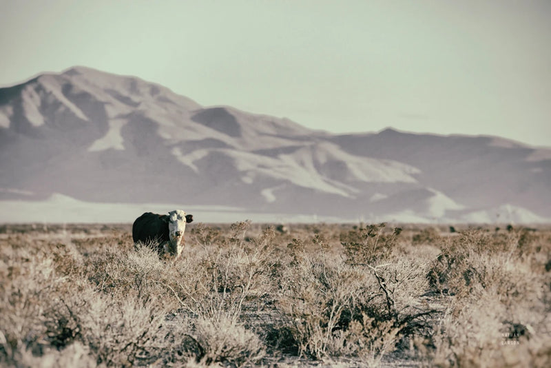 Going it Alone I by Nathan Larson