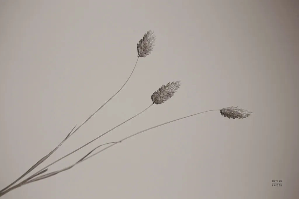 Grass Study by Nathan Larson. SKU 76846i. Archival Giclee Fine art print for wall decor.