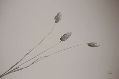 Grass Study by Nathan Larson. SKU 76846i. Archival Giclee Fine art print for wall decor.