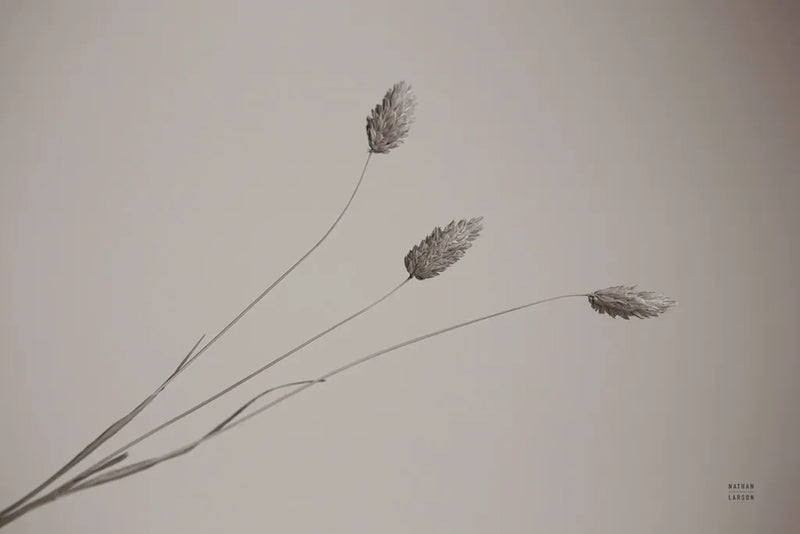 Grass Study by Nathan Larson. SKU 76846i. Archival Giclee Fine art print for wall decor.