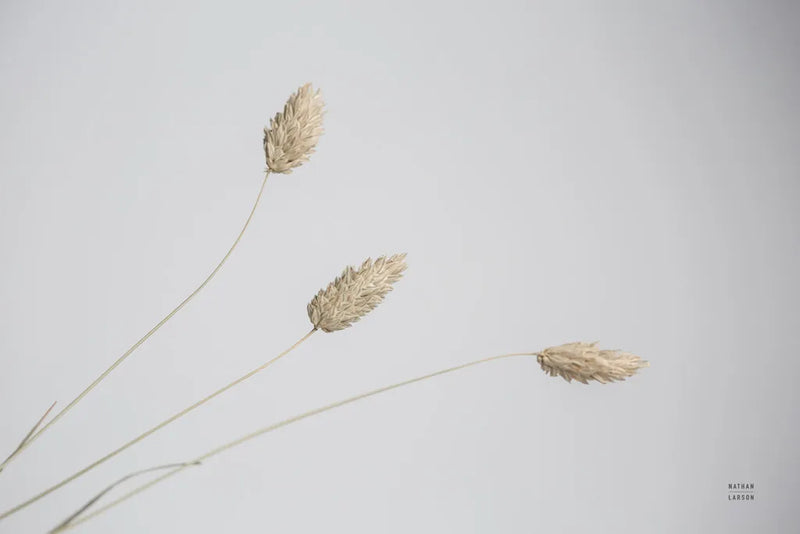 Grass Study Color by Nathan Larson. SKU 77004i. Archival Giclee Fine art print for wall decor.