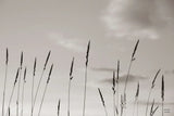 Grasslands by Nathan Larson. SKU 83985i. Archival Giclee Fine art print for wall decor.