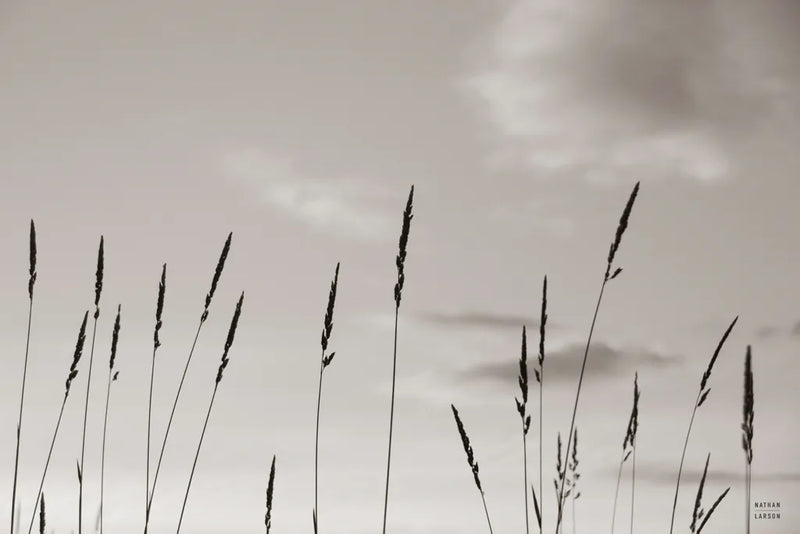Grasslands by Nathan Larson. SKU 83985i. Archival Giclee Fine art print for wall decor.