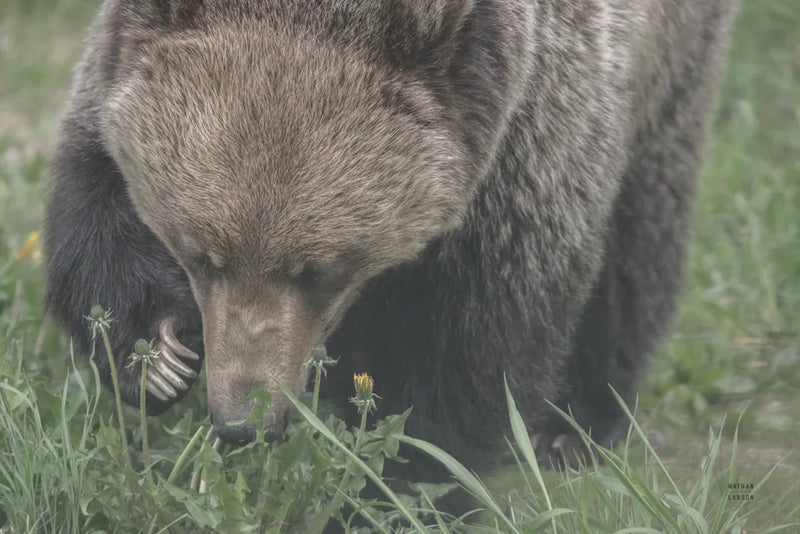 Grazing Grizzly by Nathan Larson. SKU 92567i. Archival Giclee Fine art print for wall decor.