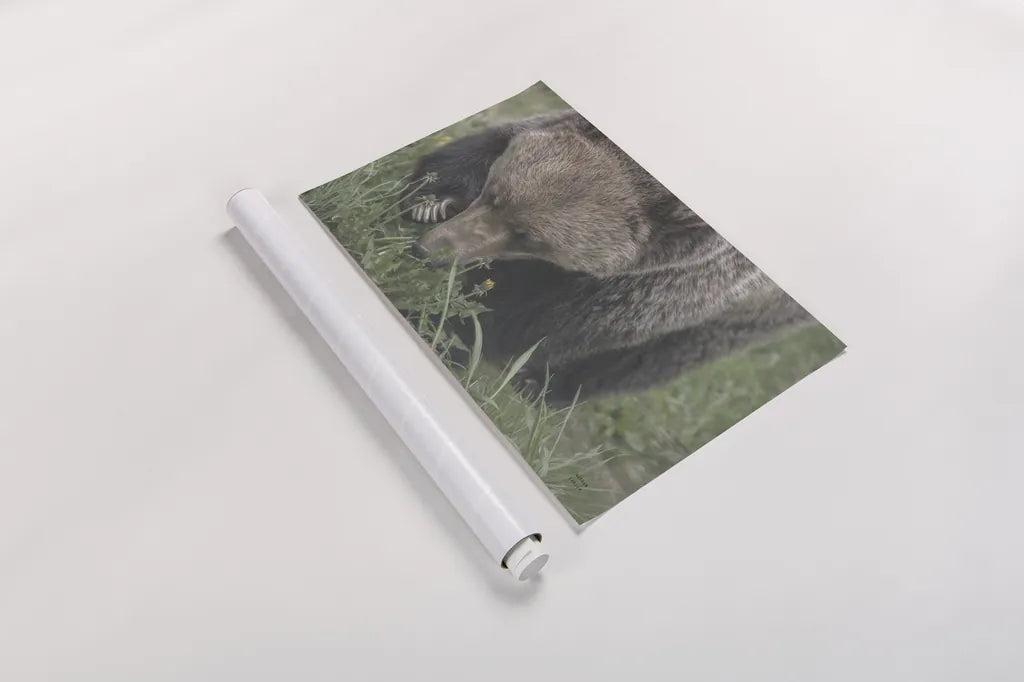Grazing Grizzly by Nathan Larson. shown as a rolled paper print. Available as archival giclee rolled canvas, fine art paper, or poster print. SKU 92567i.