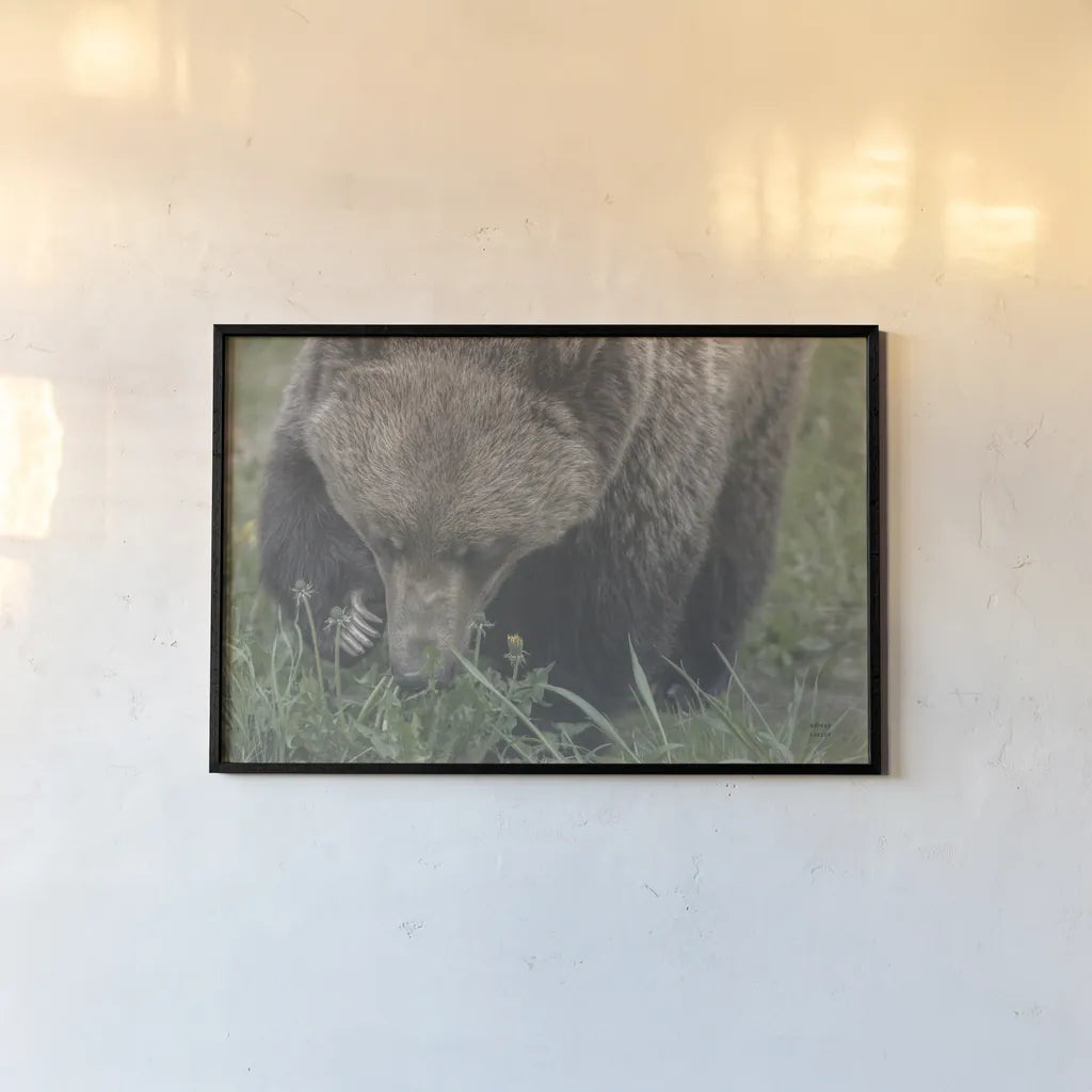 Grazing Grizzly by Nathan Larson. shown as a paper print in a black flame. Available as a archival giclee rolled canvas, fine art paper, or poster print. SKU 92567i.