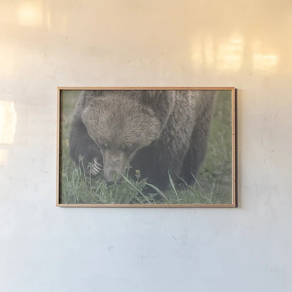 Grazing Grizzly by Nathan Larson. shown as a paper print in a natural frame. Available as a archival giclee rolled canvas, fine art paper, or poster print. SKU 92567i.
