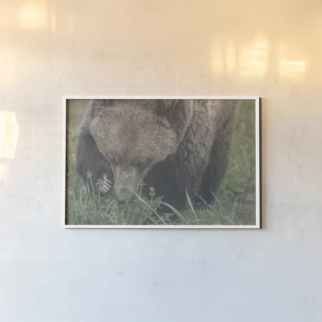 Grazing Grizzly by Nathan Larson. shown as a paper print in a white frame. Available as a archival giclee rolled canvas, fine art paper, or poster print. SKU 92567i.