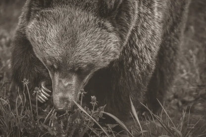 Grazing Grizzly Sepia by Nathan Larson. SKU 92568i. Archival Giclee Fine art print for wall decor.