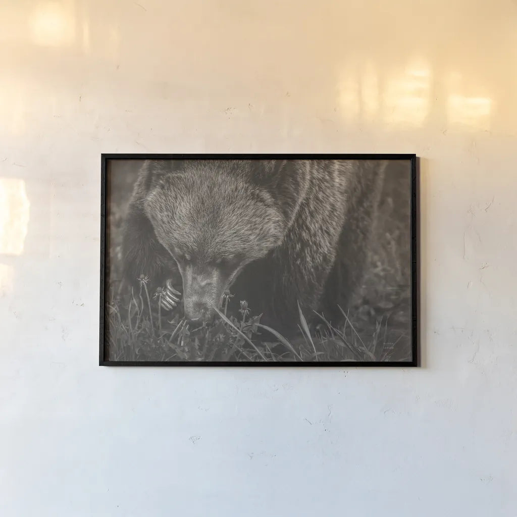 Grazing Grizzly Sepia by Nathan Larson. shown as a paper print in a black flame. Available as a archival giclee rolled canvas, fine art paper, or poster print. SKU 92568i.