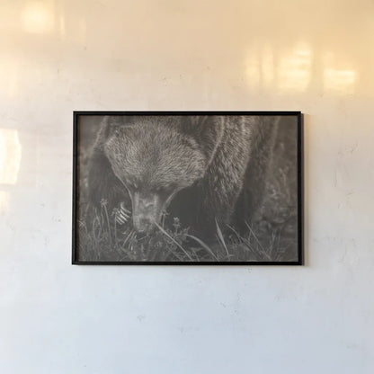 Grazing Grizzly Sepia by Nathan Larson. shown as a paper print in a black flame. Available as a archival giclee rolled canvas, fine art paper, or poster print. SKU 92568i.