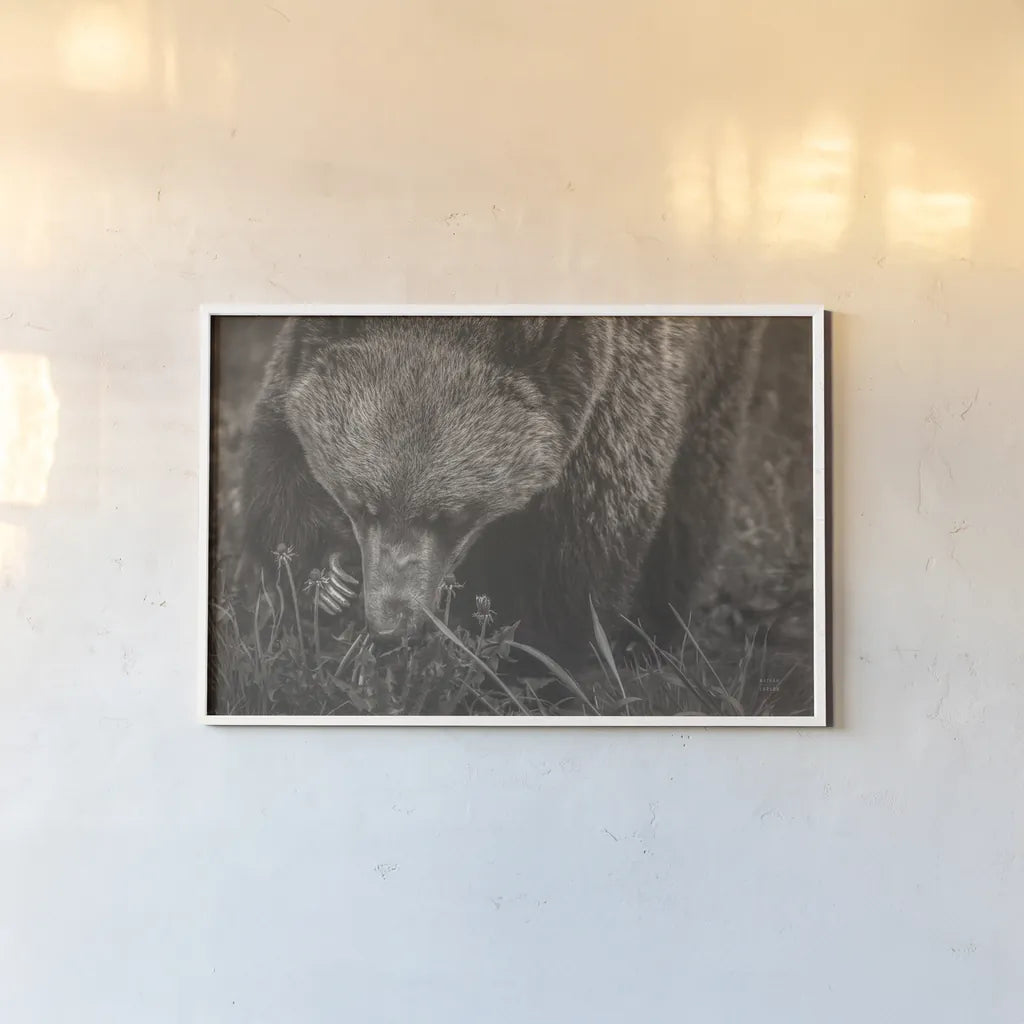 Grazing Grizzly Sepia by Nathan Larson. shown as a paper print in a white frame. Available as a archival giclee rolled canvas, fine art paper, or poster print. SKU 92568i.