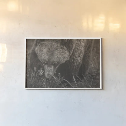 Grazing Grizzly Sepia by Nathan Larson. shown as a paper print in a white frame. Available as a archival giclee rolled canvas, fine art paper, or poster print. SKU 92568i.
