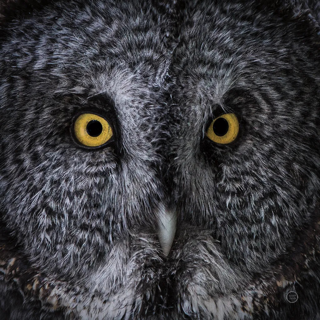 Great Grey Owl by Nathan Larson. SKU 70524a. Archival Giclee Fine art print for wall decor.