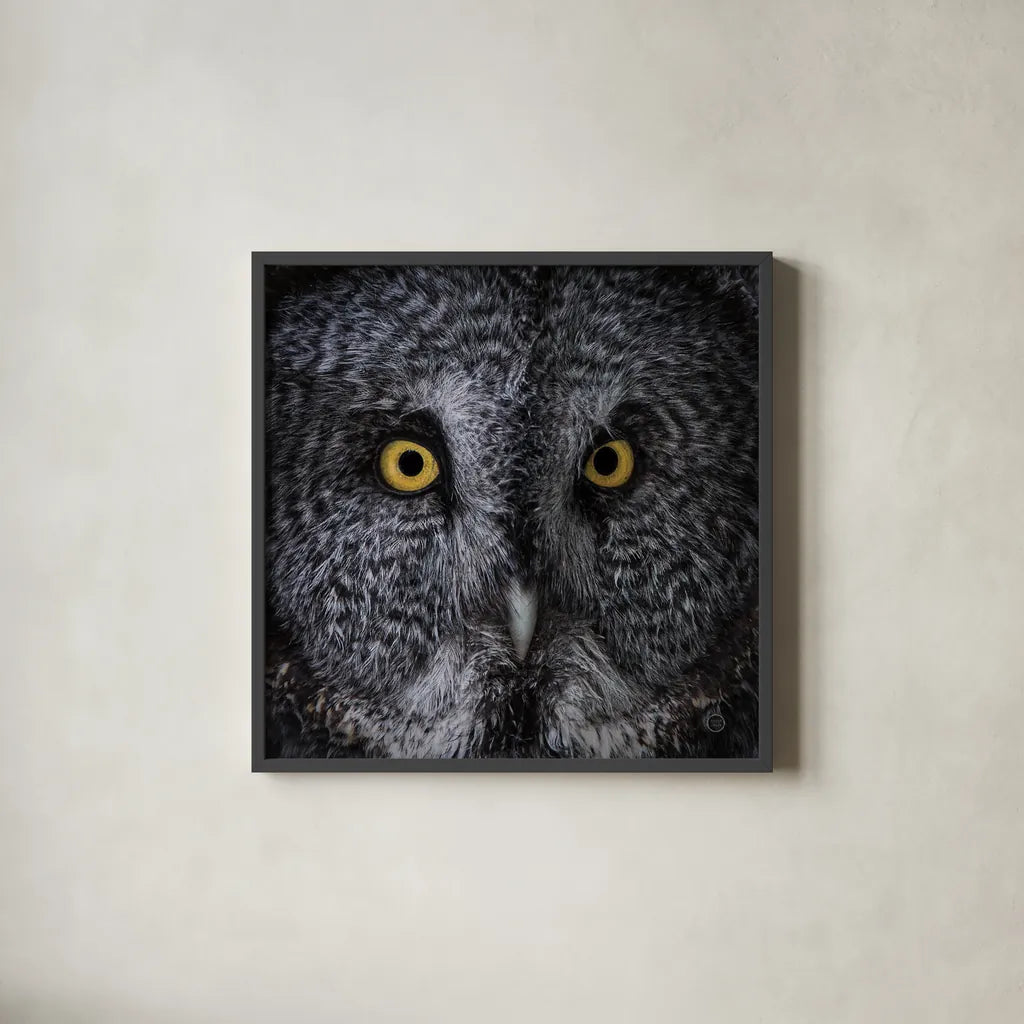 Great Grey Owl by Nathan Larson. Shown in a sleek black glass frame for a contemporary gallery look. Available as an archival giclee rolled canvas, fine art paper, or poster print. SKU 70524a.