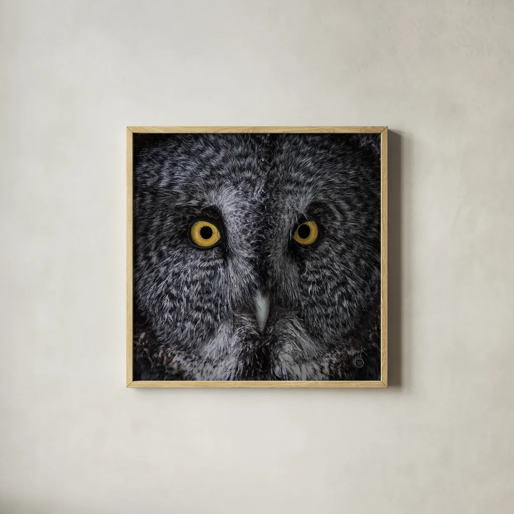 Great Grey Owl by Nathan Larson. Shown in a natural wood glass frame for a timeless modern aesthetic. Available as an archival giclee rolled canvas, fine art paper, or poster print. SKU 70524a.