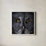 Great Grey Owl by Nathan Larson. Shown in a crisp white glass frame for a clean and minimalist style. Available as an archival giclee rolled canvas, fine art paper, or poster print. SKU 70524a.
