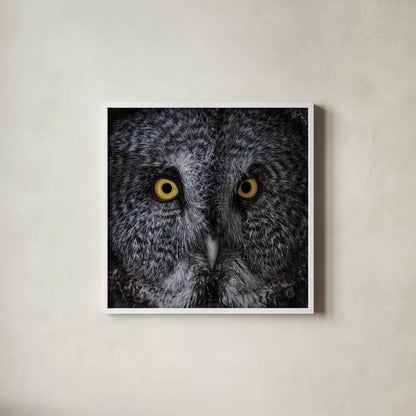Great Grey Owl by Nathan Larson. Shown in a crisp white glass frame for a clean and minimalist style. Available as an archival giclee rolled canvas, fine art paper, or poster print. SKU 70524a.