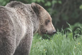 Grizzly Profile by Nathan Larson. SKU 92570i. Archival Giclee Fine art print for wall decor.