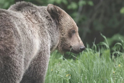 Grizzly Profile by Nathan Larson. SKU 92570i. Archival Giclee Fine art print for wall decor.