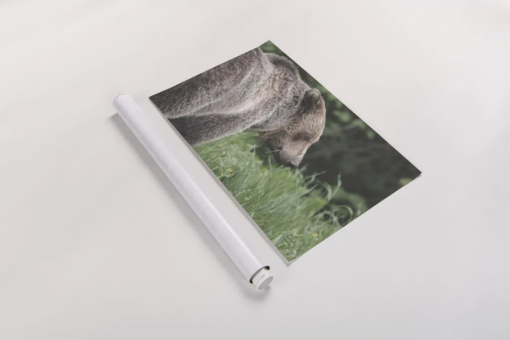 Grizzly Profile by Nathan Larson. shown as a rolled paper print. Available as archival giclee rolled canvas, fine art paper, or poster print. SKU 92570i.