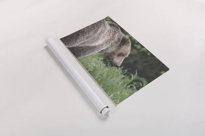 Grizzly Profile by Nathan Larson. shown as a rolled paper print. Available as archival giclee rolled canvas, fine art paper, or poster print. SKU 92570i.
