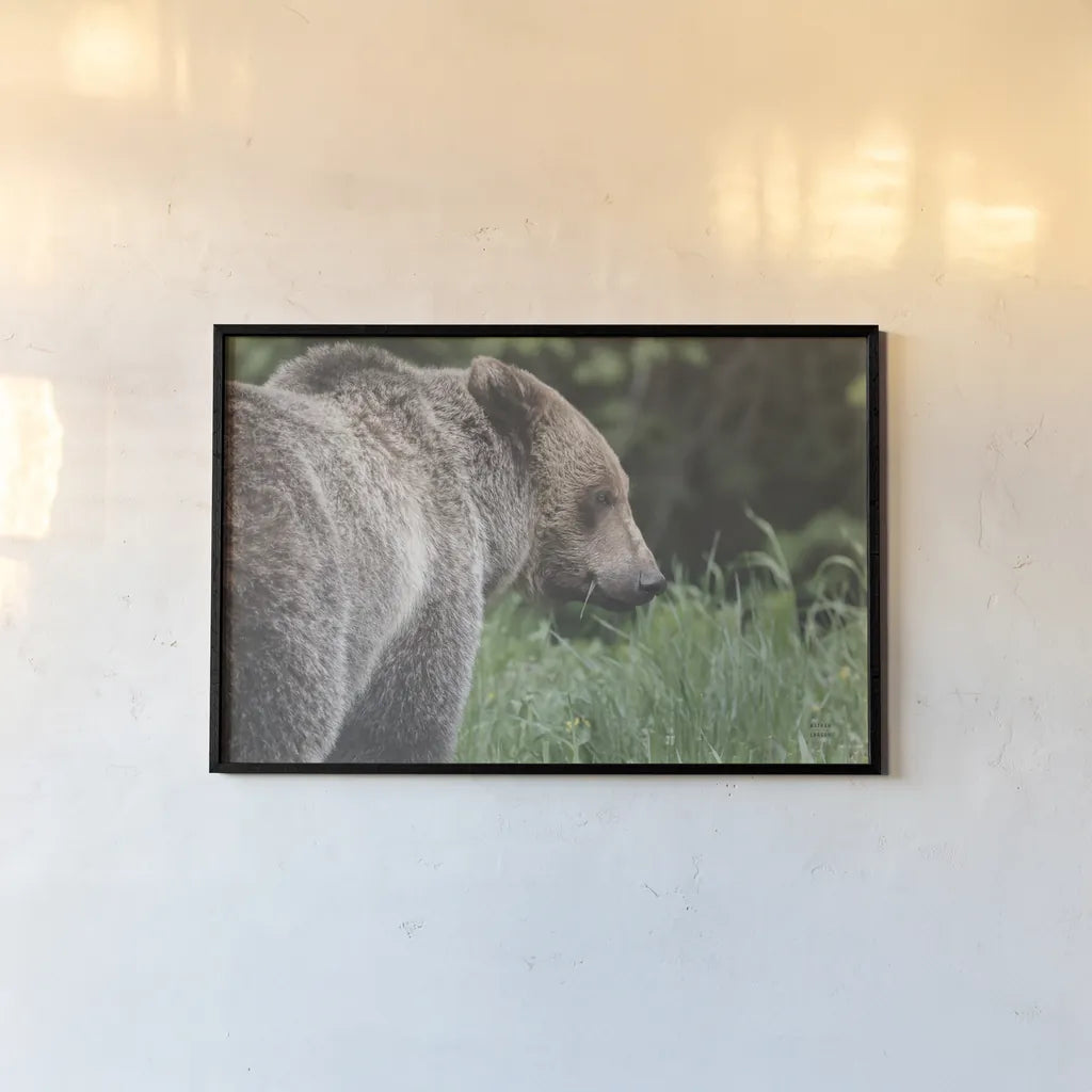 Grizzly Profile by Nathan Larson. shown as a paper print in a black flame. Available as a archival giclee rolled canvas, fine art paper, or poster print. SKU 92570i.