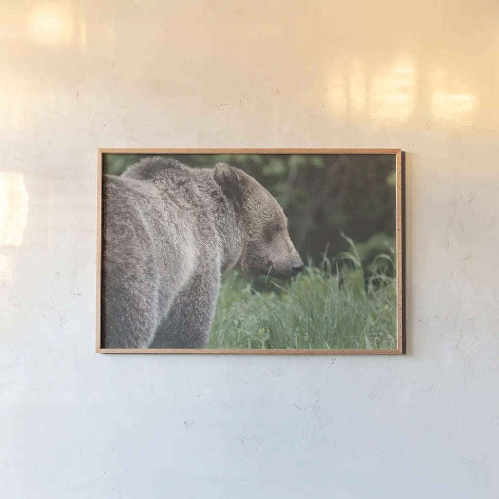 Grizzly Profile by Nathan Larson. shown as a paper print in a natural frame. Available as a archival giclee rolled canvas, fine art paper, or poster print. SKU 92570i.