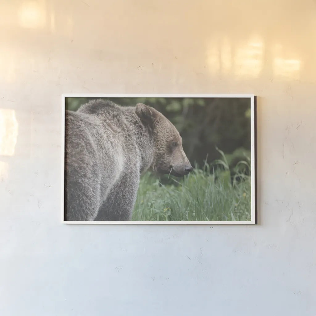 Grizzly Profile by Nathan Larson. shown as a paper print in a white frame. Available as a archival giclee rolled canvas, fine art paper, or poster print. SKU 92570i.