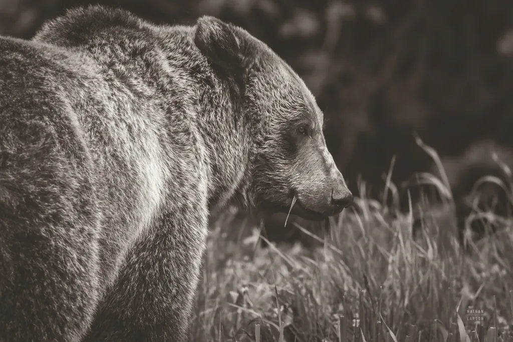 Grizzly Profile BW by Nathan Larson. SKU 92571i. Archival Giclee Fine art print for wall decor.