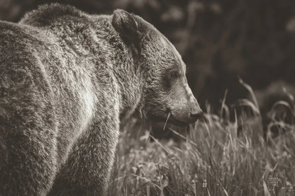Grizzly Profile BW by Nathan Larson. SKU 92571i. Archival Giclee Fine art print for wall decor.