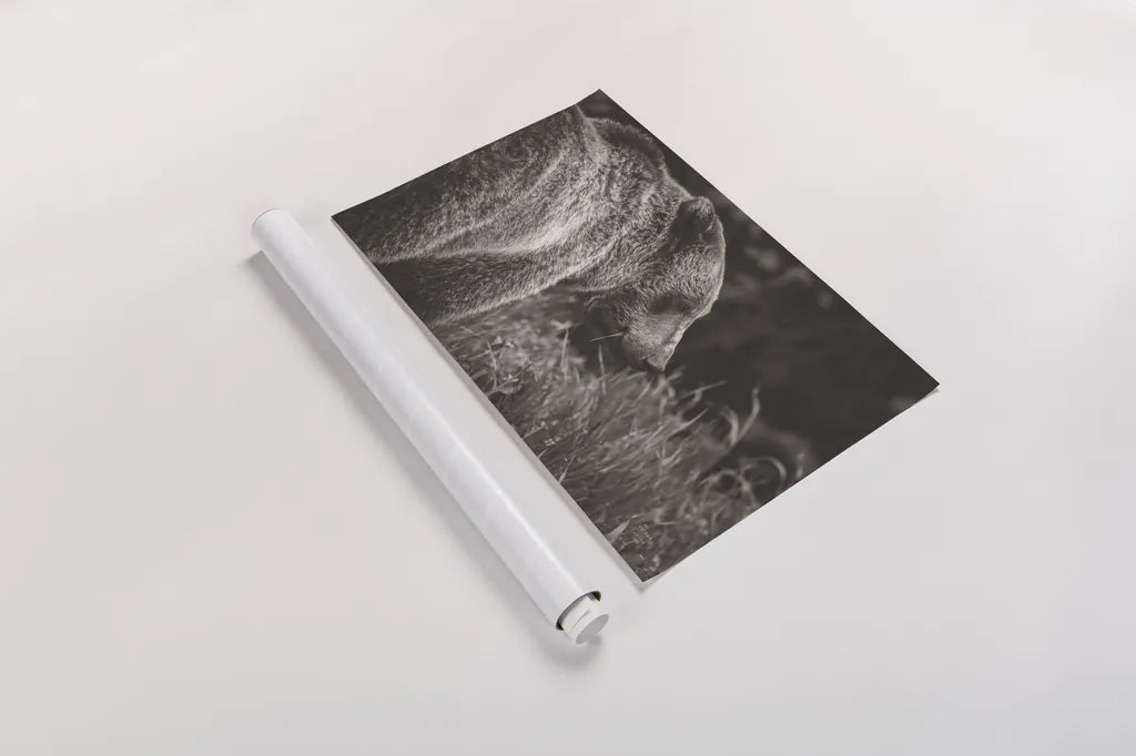 Grizzly Profile BW by Nathan Larson. shown as a rolled paper print. Available as archival giclee rolled canvas, fine art paper, or poster print. SKU 92571i.