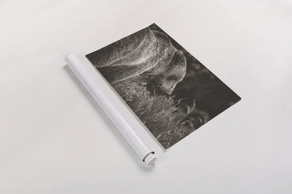 Grizzly Profile BW by Nathan Larson. shown as a rolled paper print. Available as archival giclee rolled canvas, fine art paper, or poster print. SKU 92571i.