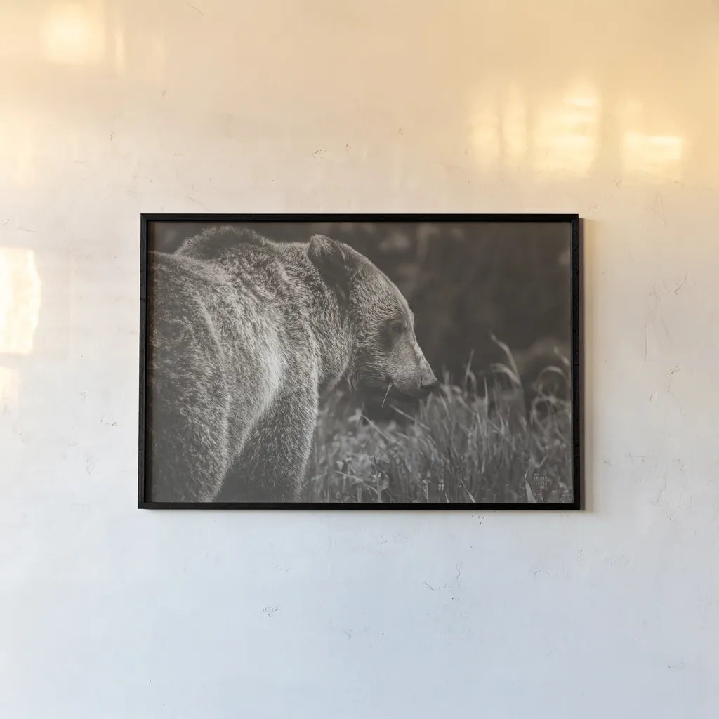 Grizzly Profile BW by Nathan Larson. shown as a paper print in a black flame. Available as a archival giclee rolled canvas, fine art paper, or poster print. SKU 92571i.