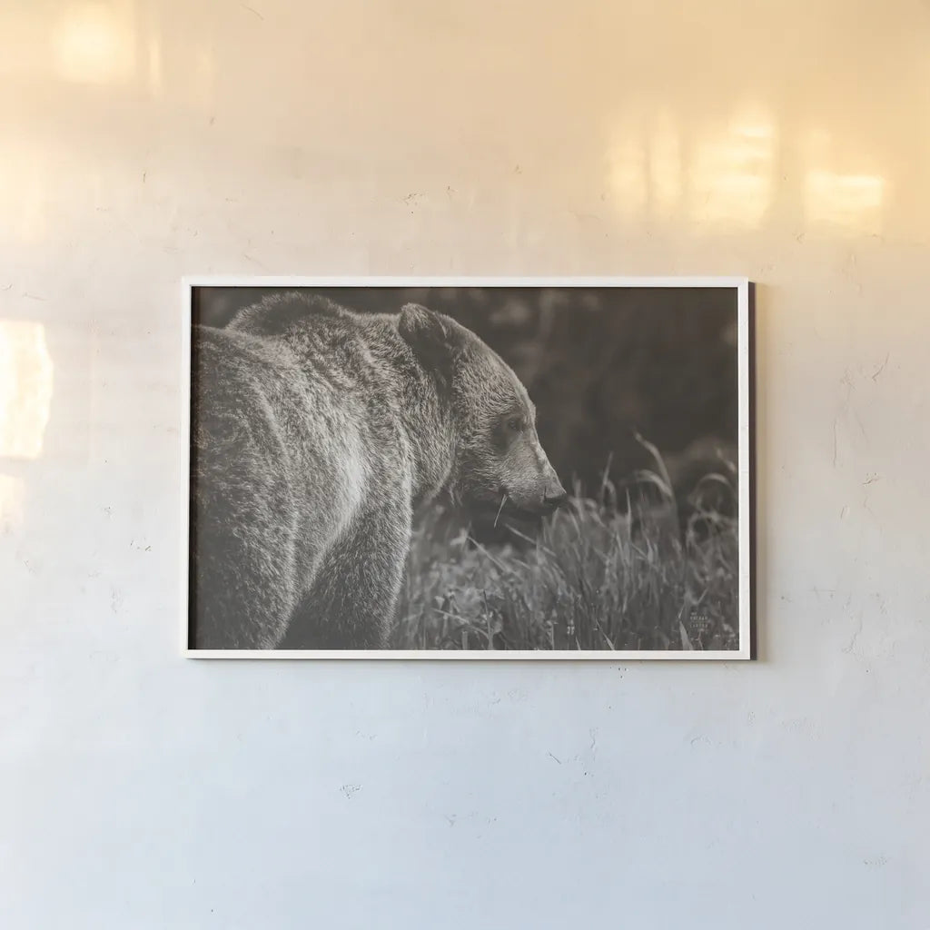 Grizzly Profile BW by Nathan Larson. shown as a paper print in a white frame. Available as a archival giclee rolled canvas, fine art paper, or poster print. SKU 92571i.